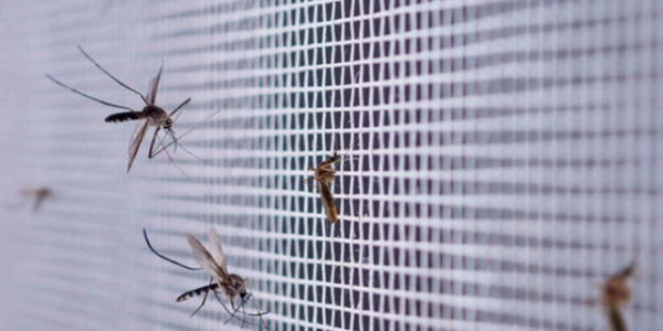 Protegeix la casa dels insectes més comuns a la teva zona